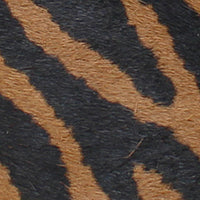 Kenneth Cole Shoes Ophelia Tiger Calf Hair Heel décolleté animalier tacco 1,5 pollici